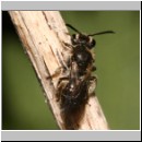 Andrena minutula - Sandbiene w03 7mm.jpg